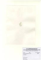 藏品(條石髮/條滸苔/細石髮/絲石髮)的圖片